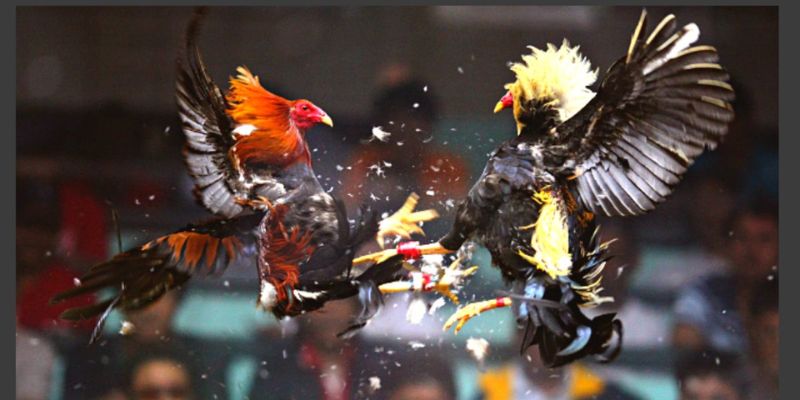 Đá Gà Cựa Sắt - Tìm Hiểu Chi Tiết Luật Tham Gia Trên kubet11 net 4 Luật chơi quy định rõ ràng trong đá gà bằng cựa sắt