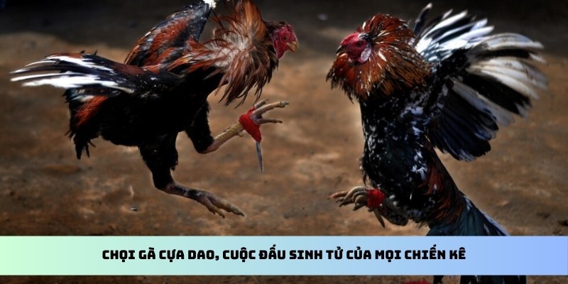 Đá Gà Thomo - Tìm Hiểu Toàn Bộ Về Hình Thức Cược Cùng kubet11 net 3 Chọi gà cựa dao, cuộc đấu sinh tử của mọi chiến kê