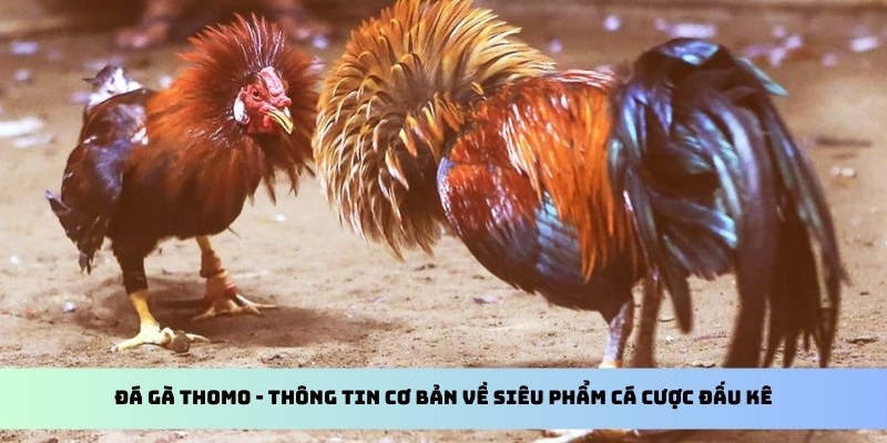 Đá Gà Thomo - Tìm Hiểu Toàn Bộ Về Hình Thức Cược Cùng kubet11 net 2 Đá gà Thomo - Thông tin cơ bản về siêu phẩm cá cược đấu kê