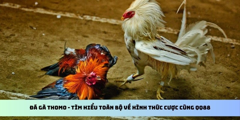 Đá Gà Thomo - Tìm Hiểu Toàn Bộ Về Hình Thức Cược Cùng kubet11 net 1 đá gà thomo qq88
